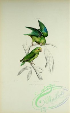 parrots_birds-00808 - psittacula guianensis
