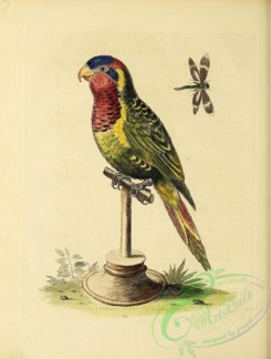 parrots_birds-00857 - 174-Lory Parrakeet, psittacus minor