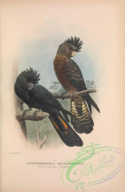 parrots_birds-01199 - 006-Great-billed Cockatoo, calyptorhynchus macrorhynchus