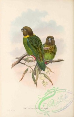 parrots_birds-01231 - 039-Brehm's Tiger-Parrot, psittacella brehmii