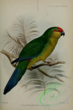parrots_birds-01263 - cyanorhamphus saisseti