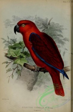 parrots_birds-01268 - eclectus cornelia