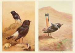 passerines-00112 - WHITE-RUMPED CHAT, ROSY CHAT