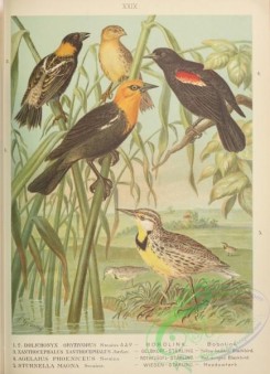 passerines-00254 - 029-Bobolink, dolichonyx oryzivorus, Yellow-headed Blackbird, xanthocephalus xanthocephalus, Red-winged Blackbird, agelaius phoeniceus, Meadowtarl, sturnella magna