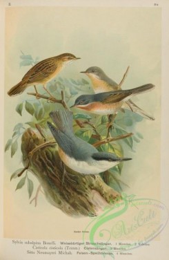passerines-00431 - Moltoni's Warbler, sylvia subalpina, cisticola cisticola, sitta neumayeri