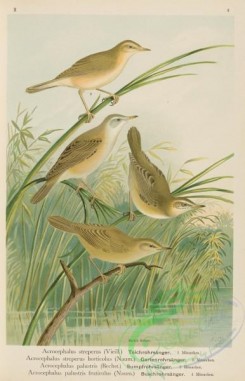 passerines-00436 - Reed Warbler, acrocephalus streperus, acrocephalus streperus horticolus, Marsh Warbler, acrocephalus palustris, acrocephalus palustris fruticolus