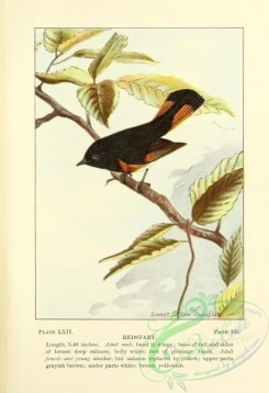 passerines-00485 - 062-Redstart