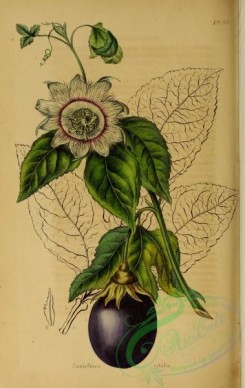 passiflora-00019 - passiflora edulis [2161x3417]