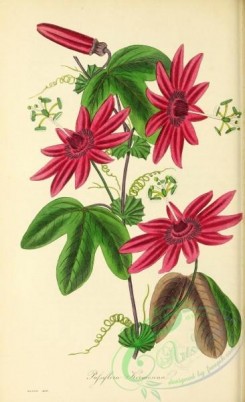 passiflora-00031 - Crimson Passion-flower, passiflora kermesina [2765x4523]