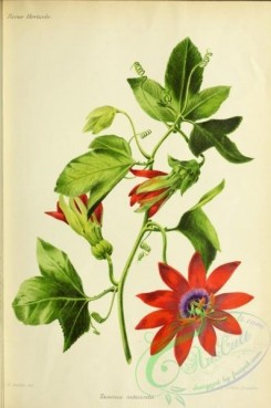 passiflora-00039 - tacsonia manicata [3303x4979]