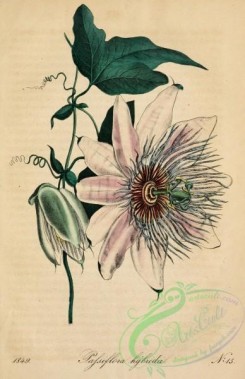 passiflora-00041 - passiflora hybrida [2049x3162]