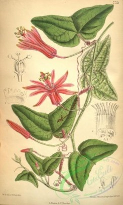 passiflora-00088 - 7751-passiflora capsularis [2095x3499]