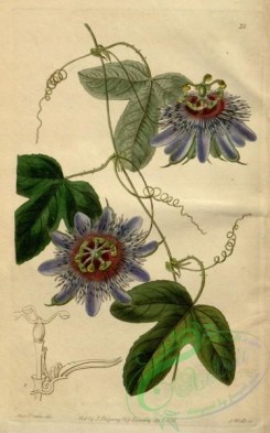 passiflora-00144 - 021-passiflora onychina, Sulivan's Passion-flower [2076x3322]