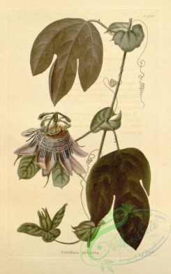 passiflora-00156 - passiflora picturata [1729x2765]