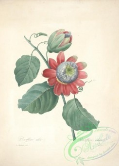 passiflora-00159 - passiflora alata [5210x7268]