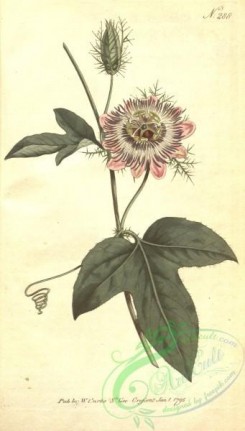 passiflora-00174 - 288-passiflora ciliata, Fringed-leaved Passion-Flower [1842x3238]