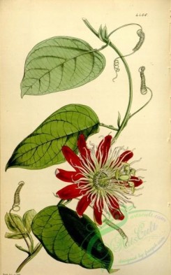 passiflora-00206 - 4406-passiflora amabilis, White-crowned Passion-flower [2173x3482]