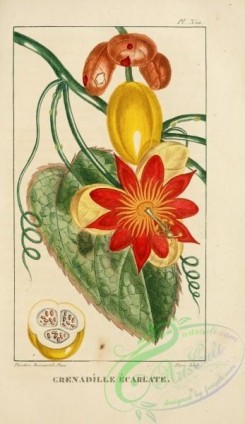 passiflora-00223 - passiflora coccinea [2109x3638]