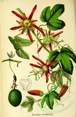 passiflora-00228 - disemma coccinea [2938x4492]