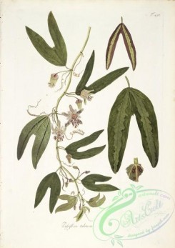 passiflora-00240 - passiflora tuberosa [3836x5424]