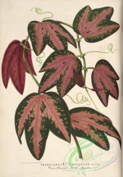 passiflora-00241 - passiflora trifasciata [3852x5565]