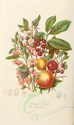 peach-00001 - 53-Amygdalus communis. Persica vulgaris. Cerasus Laurocerasus. Prunus spinosa. Cerasus avium. Prunus domestica. Chrysobalanus Icaco. [2201x3691]