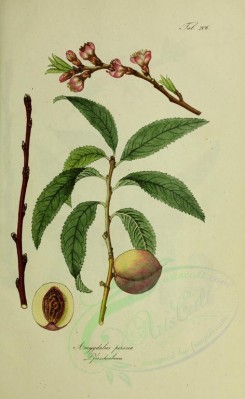 peach-00057 - amygdalus persica, Peach [2700x4386]