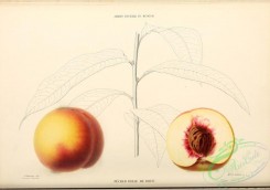 peach-01131 - Peach, 013