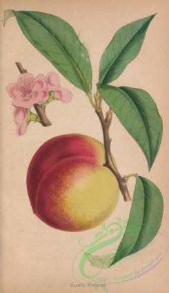 peach-01151 - Victoria Nectarine