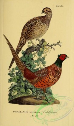 peacocks_and_pheasants-00001 - Common Pheasant