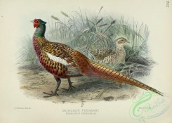 peacocks_and_pheasants-00028 - MURGHAB PHEASANT