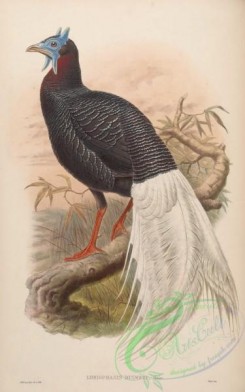 peacocks_and_pheasants-00038 - Bulwer's Pheasant