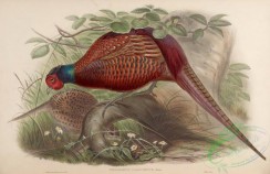 peacocks_and_pheasants-00043 - Common Pheasant