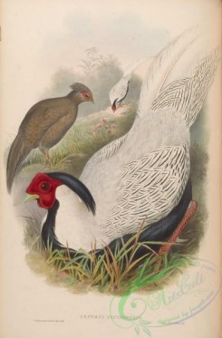 peacocks_and_pheasants-00058 - Pencilled Pheasant