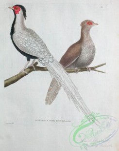 peacocks_and_pheasants-00075 - Silver Pheasant