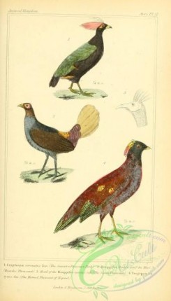 peacocks_and_pheasants-00156 - Sumatra Pheasant Bird, Diardis' Pheasant, Horned Pheasant of Nepaul