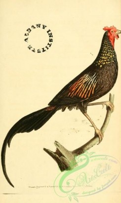 peacocks_and_pheasants-00161 - phasianus indicus