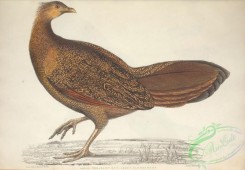 peacocks_and_pheasants-00173 - Argus Pheasant Hen, argus paeoninus