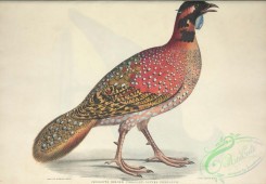 peacocks_and_pheasants-00183 - Pennants Horned Pheasant, satyra pennantii