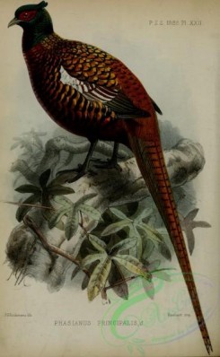 peacocks_and_pheasants-00225 - phasianus principalis