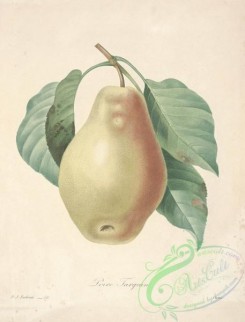 pear-00097 - Pear [4621x6060]