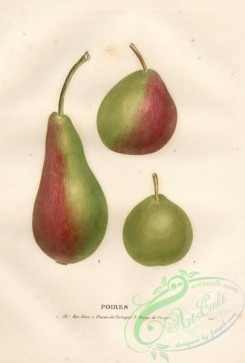 pear-00146 - Pear, 5 [4100x6068]