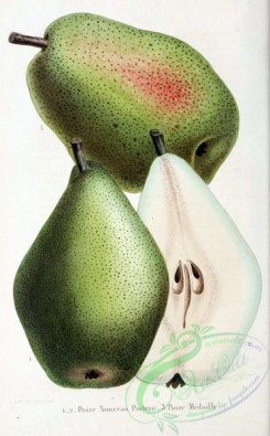 pear-00178 - Pear, 4 [2150x3467]