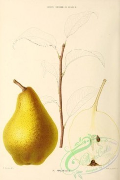 pear-00259 - Pear, 045 [2738x4086]