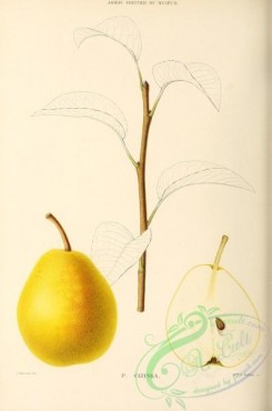 pear-00286 - Pear, 025 [2718x4098]