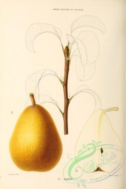pear-00292 - Pear, 031 [2726x4094]