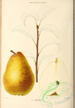 pear-00323 - Pear, 020 [2881x4123]