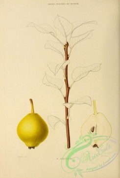 pear-00340 - Pear, 013 [2738x4038]