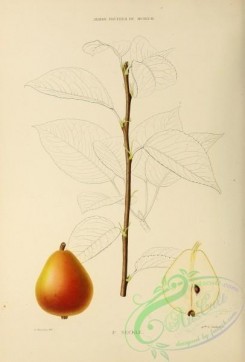 pear-00367 - Pear, 040 [2738x4038]