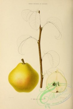 pear-00372 - Pear, 045 [2718x4038]
